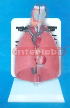 NATURAL LUNG MODEL CONTAINS LARYNX, LUNGS, TUBES, HEART (7PCS)